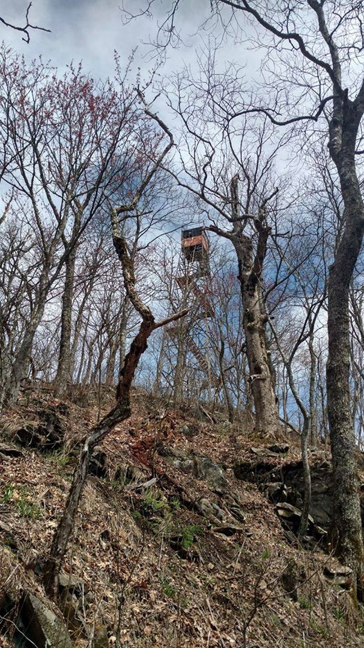 47 fire tower through trees 4 3 17 NC